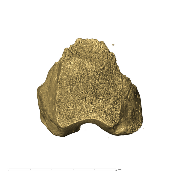 TM3601 Felidae right femur ventral