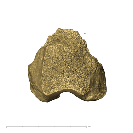 TM3601 Felidae right femur ventral