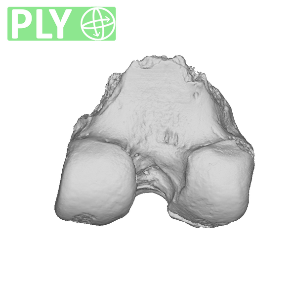 TM3601 Felidae right femur ply