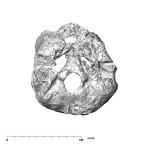 SKW 18 Paranthropus robustus partial cranium inferior