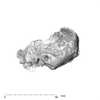 SKW 18 Paranthropus robustus partial cranium lateral left