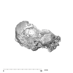 SKW 18 Paranthropus robustus partial cranium lateral right