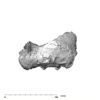 SKW 18 Paranthropus robustus partial cranium posterior
