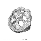 SKW 18 Paranthropus robustus partial cranium superior