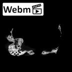 SKW 18 Paranthropus robustus partial cranium ct stack movie