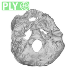 SKW 18 Paranthropus robustus partial cranium ply