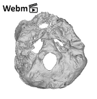 SKW 18 Paranthropus robustus partial cranium ply movie