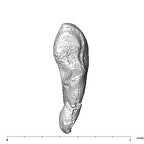 SKW 18 Paranthropus robustus right incus anterior