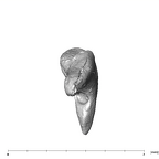 SKW 18 Paranthropus robustus right incus inferior
