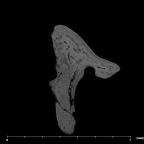 SKW 18 Paranthropus robustus right incus internal