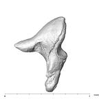 SKW 18 Paranthropus robustus right incus lateral