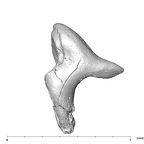 SKW 18 Paranthropus robustus right incus medial
