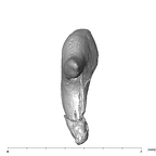 SKW 18 Paranthropus robustus right incus posterior