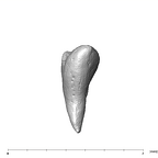 SKW 18 Paranthropus robustus right incus superior