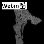 SKW 18 Paranthropus robustus right incus ct stack movie