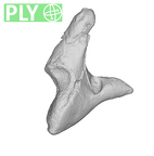 SKW 18 Paranthropus robustus right incus ply
