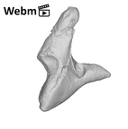 SKW 18 Paranthropus robustus right incus ply movie