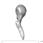 SKW 18 Paranthropus robustus right malleus anterior