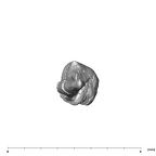 SKW 18 Paranthropus robustus right malleus inferior