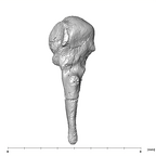 SKW 18 Paranthropus robustus right malleus lateral