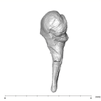 SKW 18 Paranthropus robustus right malleus medial