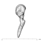 SKW 18 Paranthropus robustus right malleus posterior