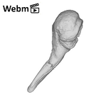 SKW 18 Paranthropus robustus right malleus ply movie