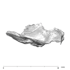 SKW 18 Paranthropus robustus right petrous 1