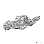 SKW 18 Paranthropus robustus right petrous 2