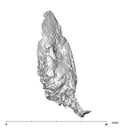 SKW 18 Paranthropus robustus right petrous 3
