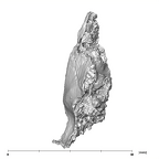 SKW 18 Paranthropus robustus right petrous 4