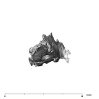 SKW 18 Paranthropus robustus right petrous 5