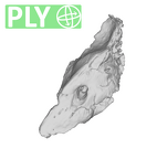 SKW 18 Paranthropus robustus right petrous ply