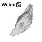 SKW 18 Paranthropus robustus right petrous ply movie