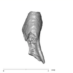 SKW 18 Paranthropus robustus right stapes Part 1 anterior