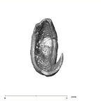 SKW 18 Paranthropus robustus right stapes Part 1 inferior