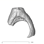 SKW 18 Paranthropus robustus right stapes Part 1 lateral