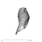 SKW 18 Paranthropus robustus right stapes Part 1 posterior