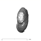 SKW 18 Paranthropus robustus right stapes Part 1 superior