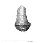 SKW 18 Paranthropus robustus right stapes Part 2 anterior