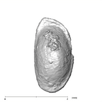 SKW 18 Paranthropus robustus right stapes Part 2 inferior
