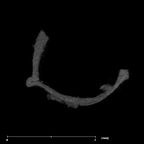 SKW 18 Paranthropus robustus right stapes Part 2 internal