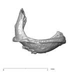 SKW 18 Paranthropus robustus right stapes Part 2 lateral