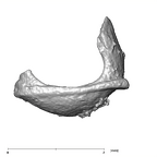 SKW 18 Paranthropus robustus right stapes Part 2 mesial