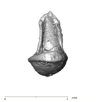 SKW 18 Paranthropus robustus right stapes Part 2 posterior