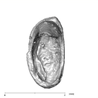 SKW 18 Paranthropus robustus right stapes Part 2 superior