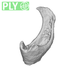 SKW 18 Paranthropus robustus right stapes Part 1 ply