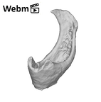 SKW 18 Paranthropus robustus right stapes Part 1 ply movie