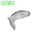 SKW 18 Paranthropus robustus right stapes Part 2 ply