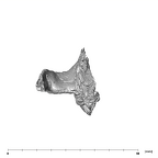 SKW 18 Paranthropus robustus right temporal anterior